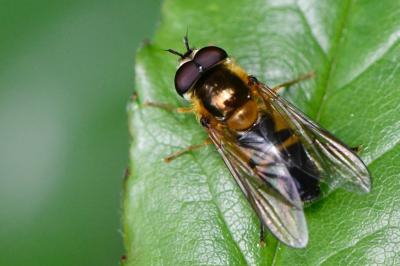 <i>Epistrophe eligans</i>