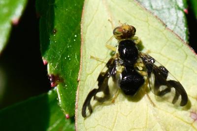 <i>Euleia heraclei</i>
