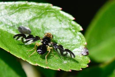 <i>Euleia heraclei</i>