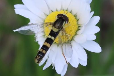 <i>Sphaerophoria scripta</i>