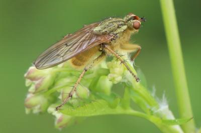 <i>Scathophaga stercoraria</i>