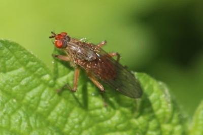 <i>Scathophaga</i>