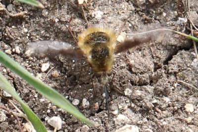 <i>Bombylius major</i>