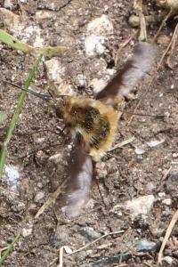<i>Bombylius major</i>