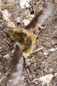 <i>Bombylius major</i>