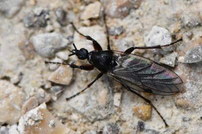 <i>Bibio reticulatus</i>