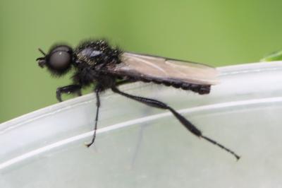 Bibion