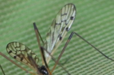 <i>Limonia maculipennis</i>