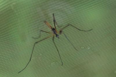 <i>Limonia maculipennis</i>