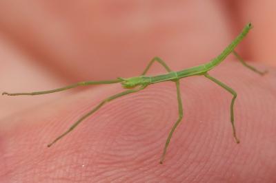 Clonopsis gallica