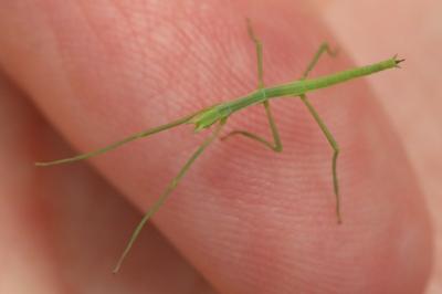 <i>Clonopsis gallica</i>