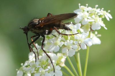 Empis tessellata