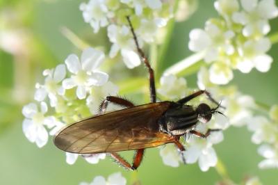 Empis marqueté