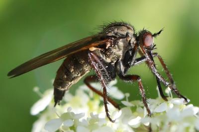 Empis marqueté