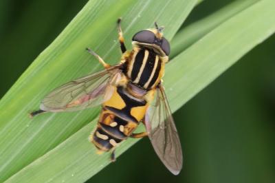 <i>Helophilus pendulus</i>