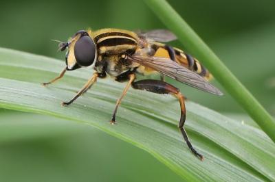 <i>Helophilus pendulus</i>