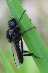 Bibio marci