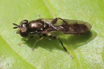 <i>Neoascia podagrica</i>