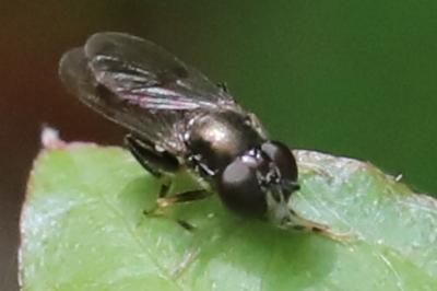 <i>Neoascia podagrica</i>