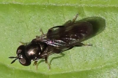 <i>Neoascia podagrica</i>