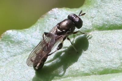 <i>Neoascia podagrica</i>