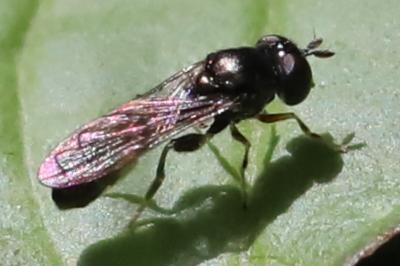 <i>Neoascia podagrica</i>