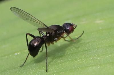 Nemopoda nitidula
