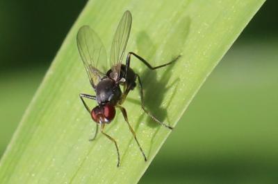 <i>Nemopoda nitidula</i>