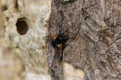 <i>Mesembrina meridiana</i>