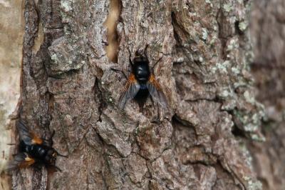 <i>Mesembrina meridiana</i>