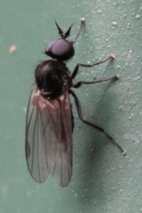 <i>Bicellaria</i>