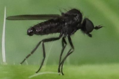 <i>Bicellaria</i>