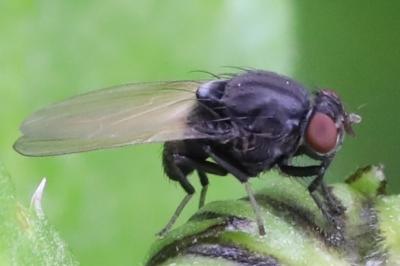 <i>Minettia longipennis</i>