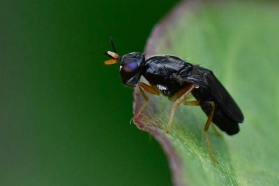 <i>Chyliza extenuata</i>