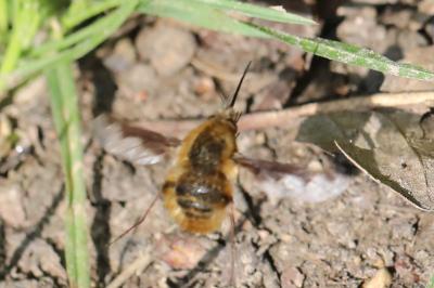 <i>Bombylius major</i>