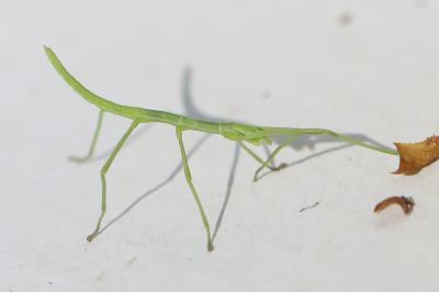 <i>Clonopsis gallica</i>