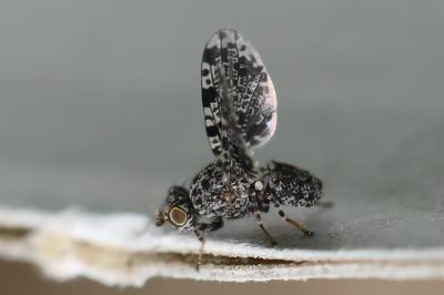 <i>Callopistromyia annulipes</i>