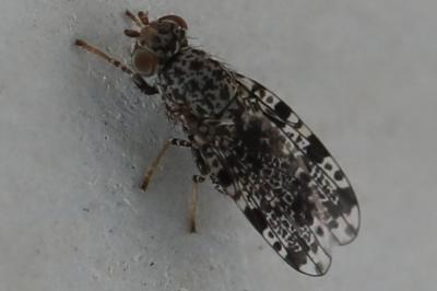 <i>Callopistromyia annulipes</i>