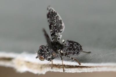 <i>Callopistromyia annulipes</i>