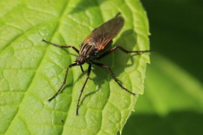 Empis marqueté