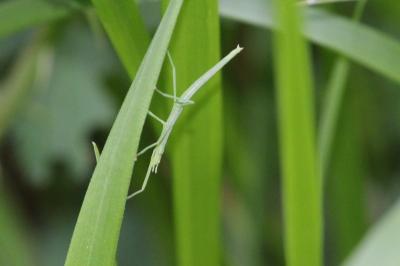 <i>Clonopsis gallica</i>