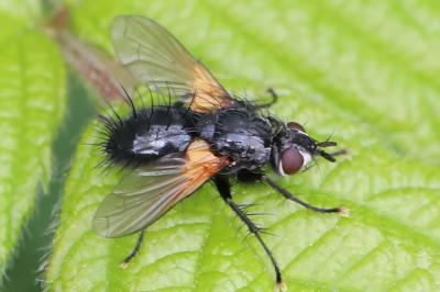 <i>Zophomyia temula</i>