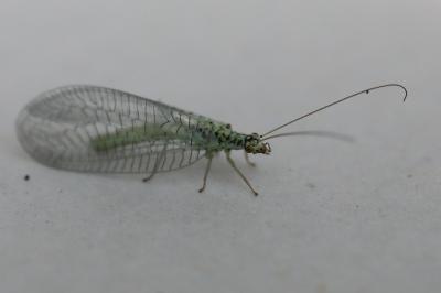 <i>Chrysopa perla</i>