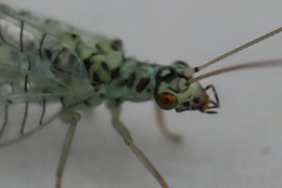 <i>Chrysopa perla</i>