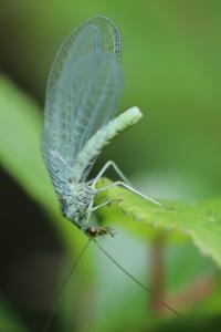 <i>Chrysopa perla</i>