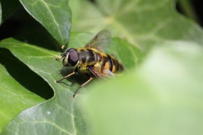 <i>Myathropa florea</i>