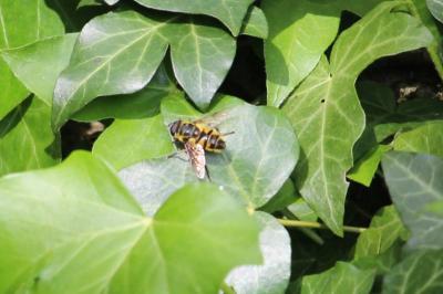 <i>Myathropa florea</i>