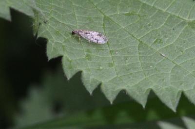 <i>Micromus variegatus</i>