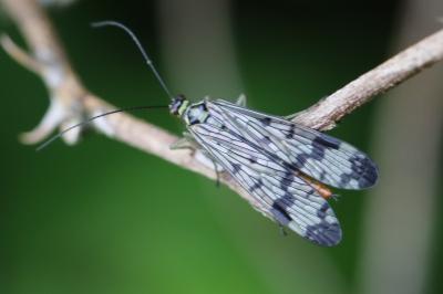 Mouche scorpion, Panorpe commune