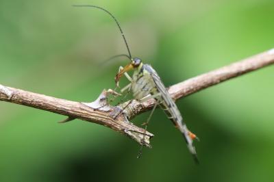 Mouche scorpion, Panorpe commune